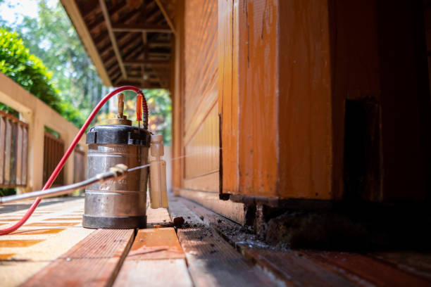 Best Wasp Removal Services  in Stewartville, MN