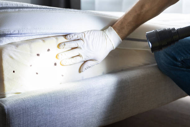 Best Exterminator Services  in Stewartville, MN